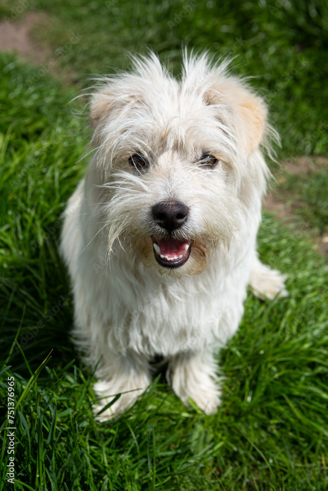 young white dog sitting on green grass looking at the camera outdoor young white dog sitting on green grass looking at the camera outdoor