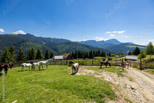 Wild Horse in the Carpathian Mountains 