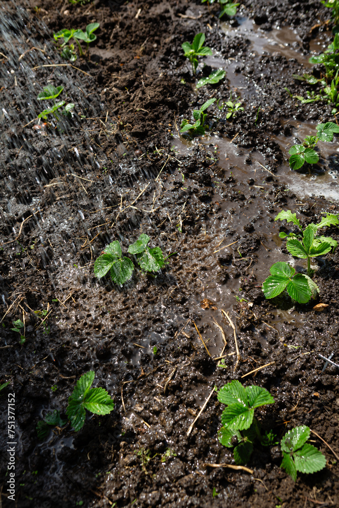 Strawberry sprouts watered with water in the garden Strawberry sprouts watered with water in the garden