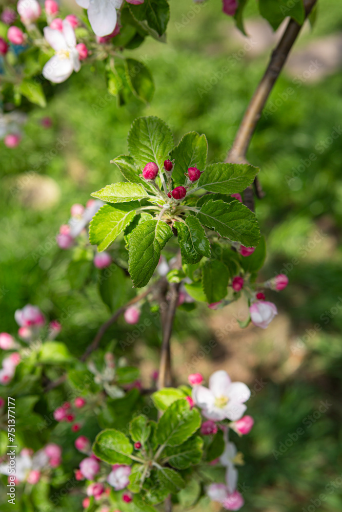 close up of apple tree with bud flowers in the spring outdoor close up of apple tree with bud flowers in the spring outdoor