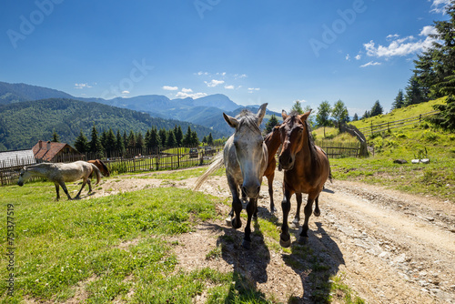 Wild Horse in the Carpathian Mountains 