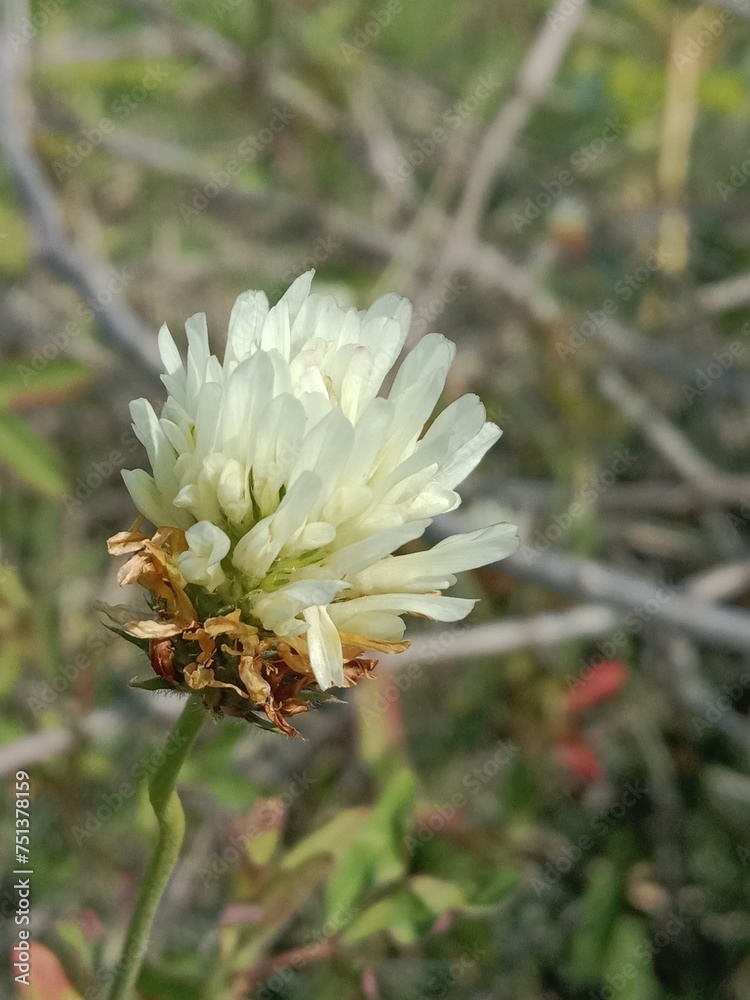 Flower of the trifolium alexandrinum or white flower of Egyptian clover or berseem clover fresh white flower Flower of the trifolium alexandrinum or white flower of Egyptian clover or berseem clover fresh white flower