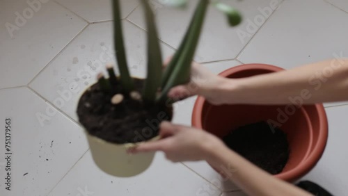 Top view of a female gardener replanting indoor plants. Zamioculcas Plant care and home garden concept