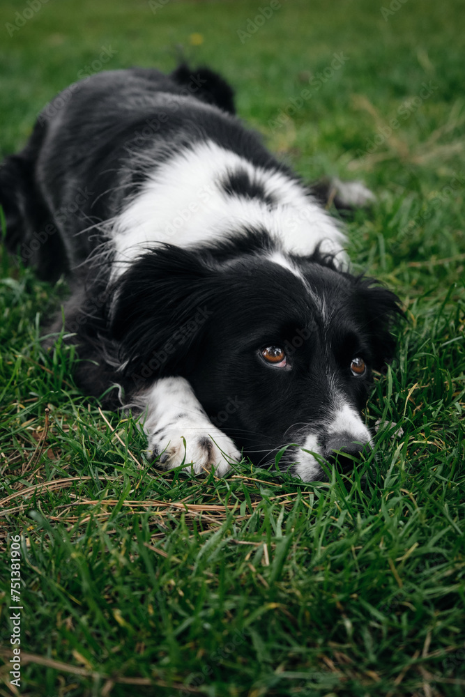 The black and white border collie has its head on the green grass and is posing with sad brown eyes. An adorable smart dog performs a trick while walking in the park. The black and white border collie has its head on the green grass and is posing with sad brown eyes. An adorable smart dog performs a trick while walking in the park.