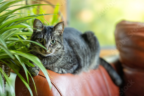 A tabby cat looking at the camera from beehind a spider plant photo