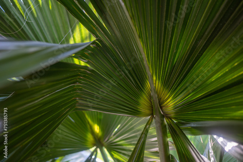 Green palm leaf background. Close-up of a mexican fan palm foliage