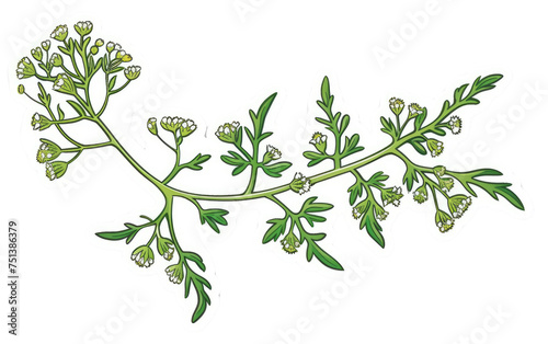 Yarrow Branch Decal isolated on transparent Background
