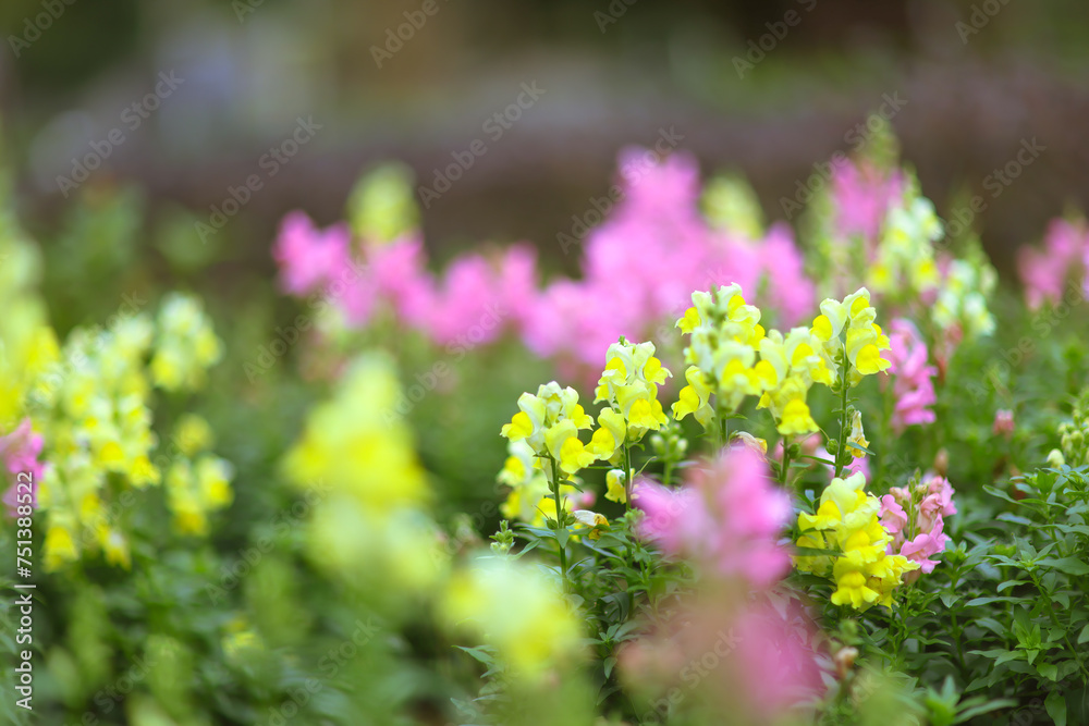 Obraz premium a Beautiful Antirrhinum majus dragon flower is blooming in the garden