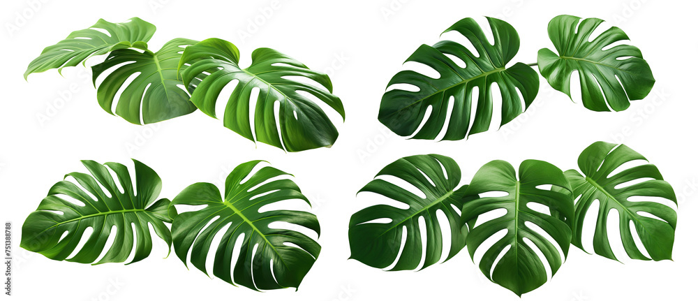 Set of green monstera leaves, cut out
