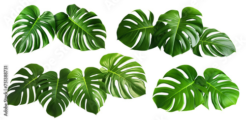 Set of green monstera leaves, cut out