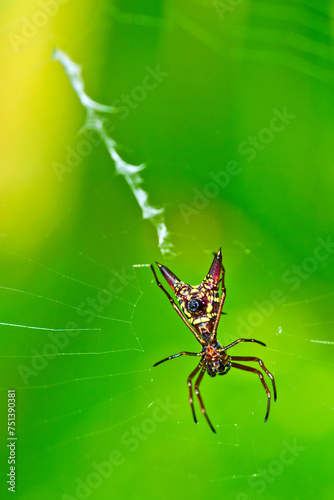 Spider, Micrathena sagittata, Tropical Rainforest, Marino Ballena National Park, Uvita de Osa, Puntarenas, Costa Rica, Central America photo