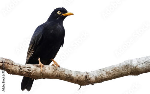 Perched Myna: Branch Edition isolated on transparent Background