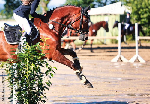 Horse, showjumping horse, close-ups in the show jumping competition. photo