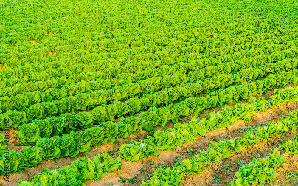 rows of green vegetables growing on farm or garden in rural agricultural land