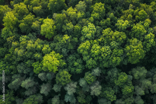 A view from above showing a dense forest filled with numerous towering trees creating a lush green canopy © koala studio