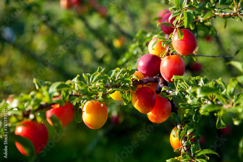 Ripe cherry plum berries in the garden on a tree. Growing cherry plums in a orchard..