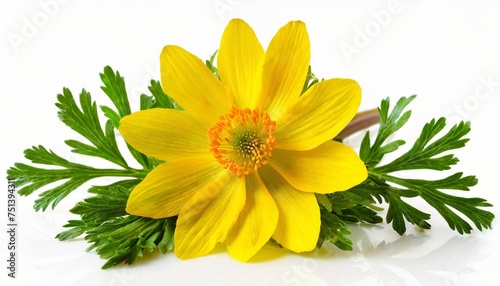 adonis vernalis flower isolated on white background beautiful composition for advertising and packaging design in the garden business photo