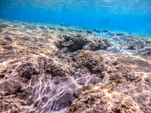 Arabian spinecheek (Scolopsis Ghanam) at coral reef..