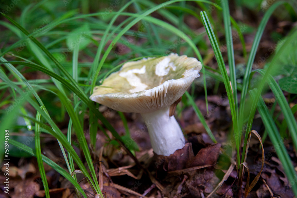 Russula virescens - mushroom commonly known as the green-cracking ...