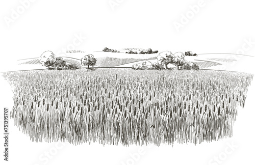 Rural summer landscape a field of ripe wheat on hills and dales in the background. A trees, plants, forest panorama. Hand drawn vector watercolor illustration.