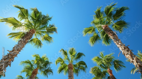 Palm Trees. Looking up at a group of palm trees set against a clear blue sky, giving a tropical and summery vibe.