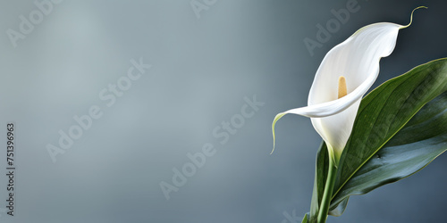 Fototapeta Naklejka Na Ścianę i Meble -  White lily on black