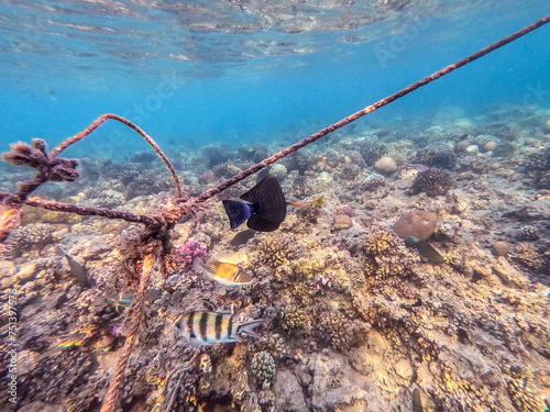 Shoal of differend kinds of the fish -  sailfin tang, Longnose Parrotfish, Picasso trigger, Birdmouth wrasse and other tropical fish swimming at the coral reef in the Red Sea, Egypt.. photo