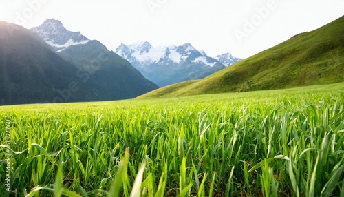 grass field isolated