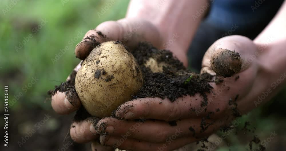 Super slow motion close up of farmer is cleaning with hands raw potatoes from soil ground freshly harvested on bio fertilized field on ecological agricultural farmland plantation at 1000 fps.