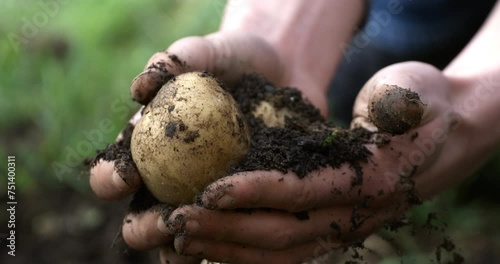 Super slow motion close up of farmer is cleaning with hands raw potatoes from soil ground freshly harvested on bio fertilized field on ecological agricultural farmland plantation at 1000 fps.