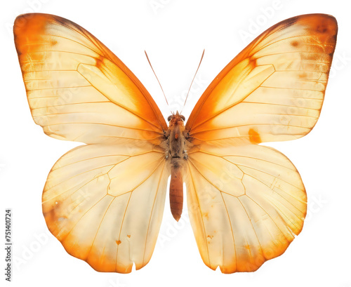Orange butterfly animal insect transparent background © Rizal