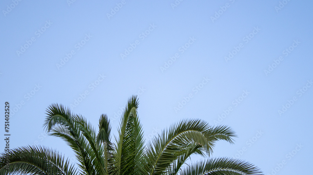 palm tree leaves palm tree leaves
