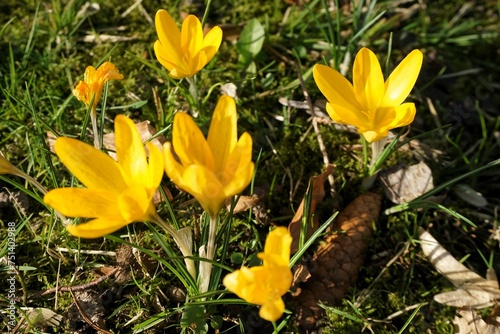 Gelbe Winterlinge auf Wiese mit brauner Eichel im Garten bei Sonne am Morgen im Frühling