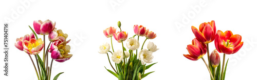 Obraz na płótnie bouquet of tulips flowers isolated on white background banner, cut out w salonie