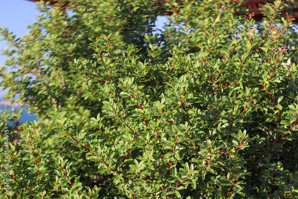 close up of a tree close up of a tree
