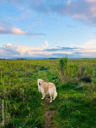 Golden retriever dog in the English countryside