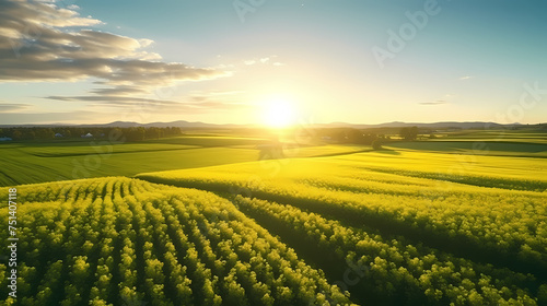Top view of bright yellow rapeseed flowers field  perfect wallpaper