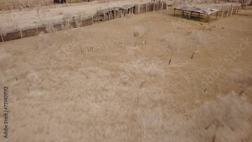A herd of Bukhara deer in the Kyzylkum Nature Reserve
