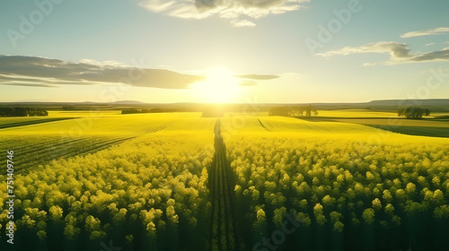 The vast fields of rapeseed flowers represent the beauty and vitality of nature