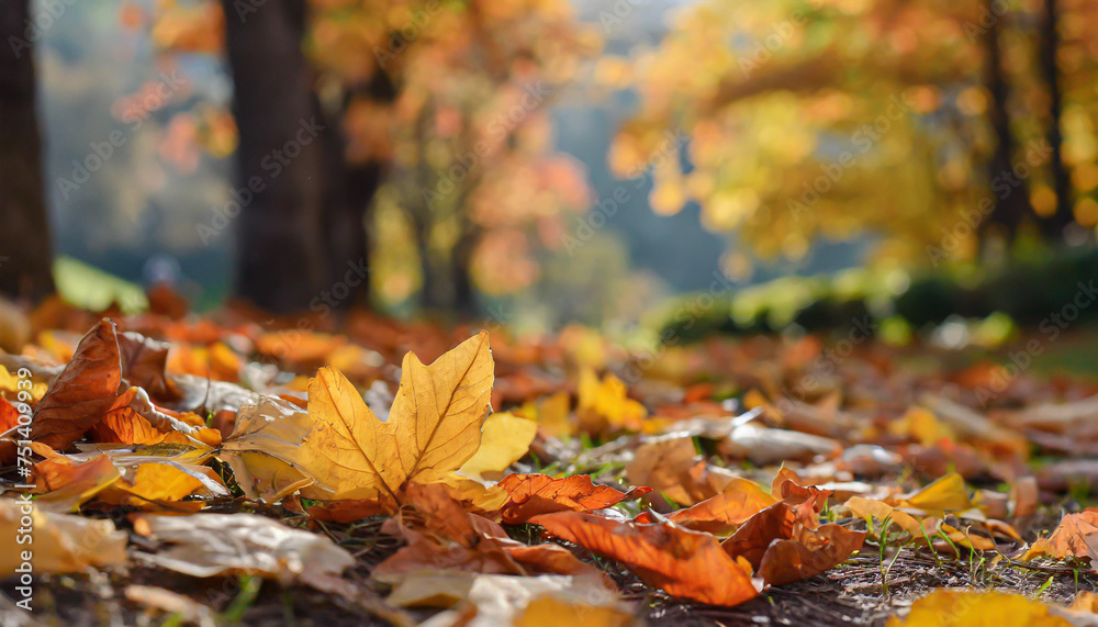 web banner design for autumn season and end year activity with red and yellow maple leaves with soft focus light and bokeh background web banner design for autumn season and end year activity with red and yellow maple leaves with soft focus light and bokeh background
