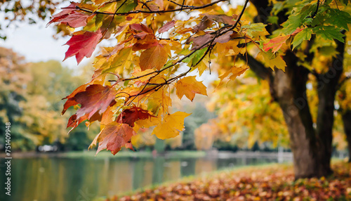 web banner design for autumn season and end year activity with red and yellow maple leaves with soft focus light and bokeh background photo