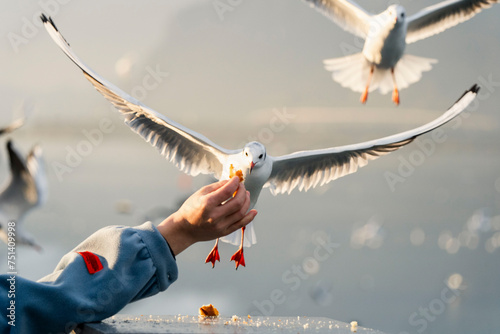 Red-billed seagulls wintering in Dianchi Lake photo