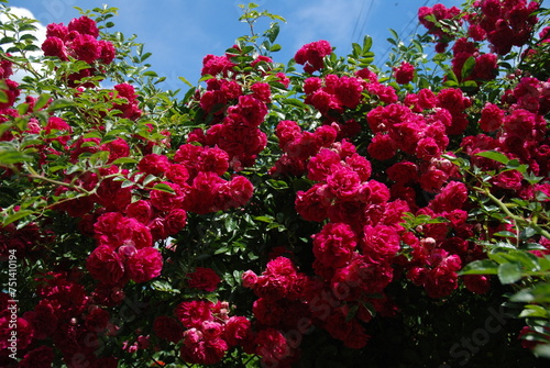 Kwitnący krzak dzikiej róży na tle niebieskiego nieba photo