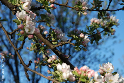 Kwitnące drzewo jabłoni na tle niebieskiego nieba © Anna