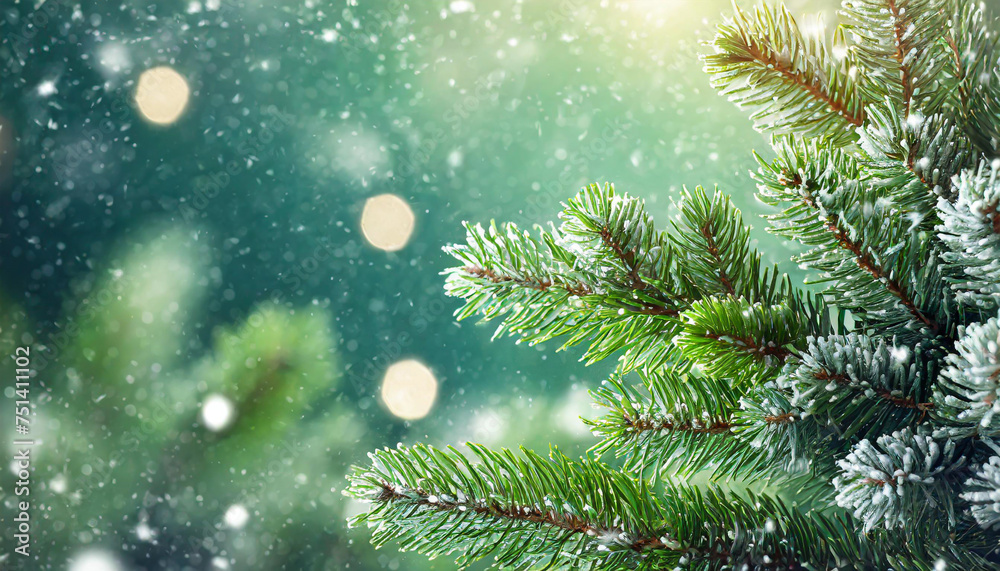 Beautiful green fir tree branches close up. Christmas and winter concept