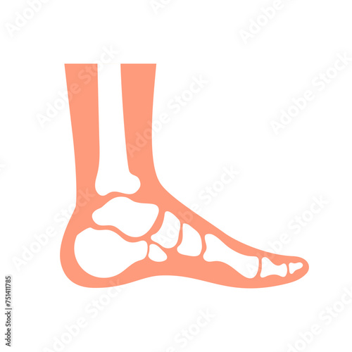 Human foot with bones and joints as in xray, medical chart vector illustration