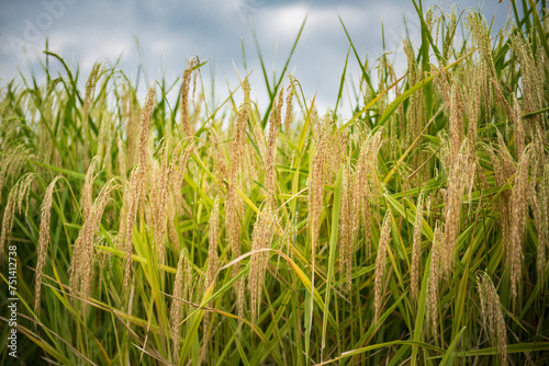 Dojrzały ryż na polu ryżowym w Azji © Anna