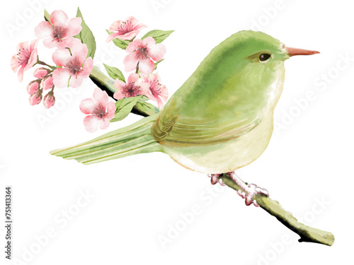 桜の木にとまる鶯