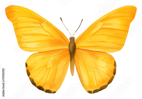 Yellow butterfly insect PNG with transparent background