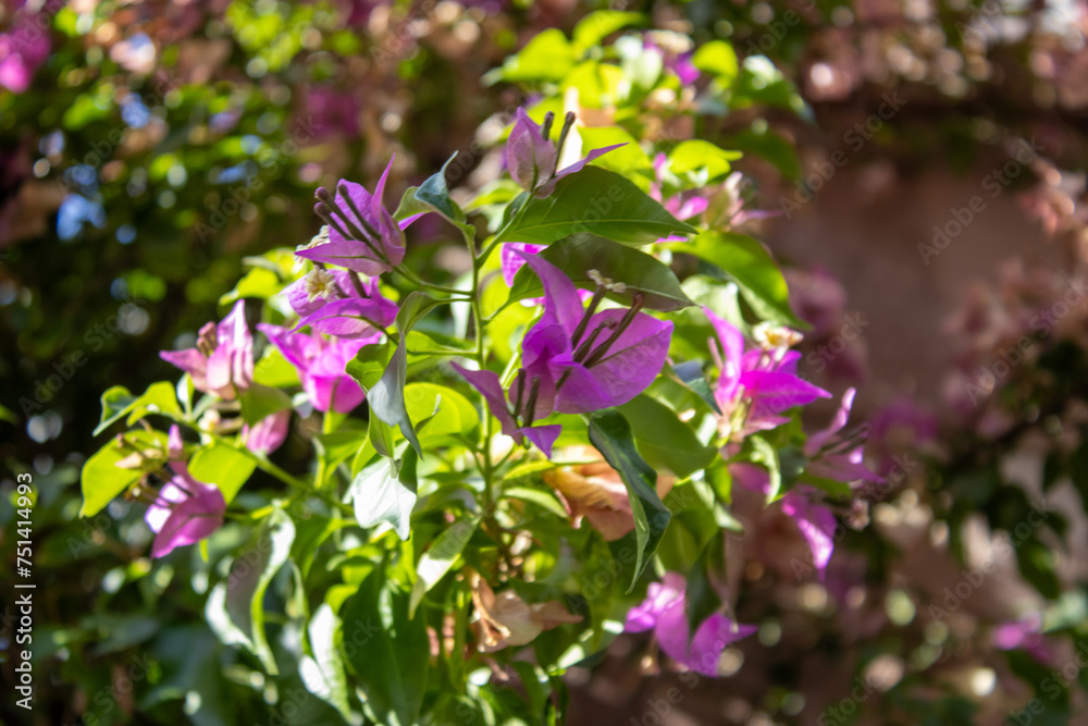 Pink Flowers